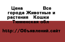 Zolton › Цена ­ 30 000 - Все города Животные и растения » Кошки   . Тюменская обл.